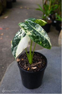 Alocasia micholitziana 'Frydek Variegata' - 125mm pot