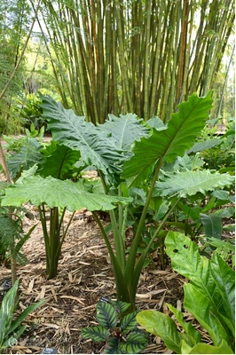 Alocasia 'Portodora'