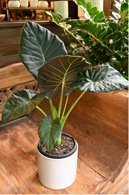Alocasia 'Regal Shield' - 180mm pot