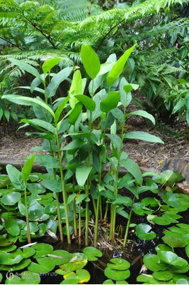 Alpinia aquatica