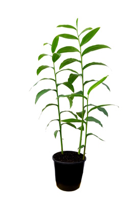 Alpinia aquatica - 180mm pot