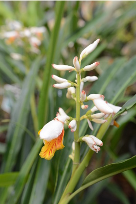 Alpinia sp. 'Fiji'