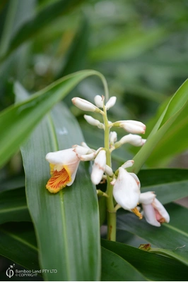 Alpinia sp. 'Fiji'