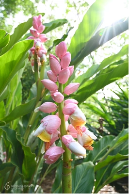 Alpinia 'Giant Pink'