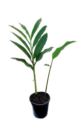 Alpinia malaccensis - 300mm pot