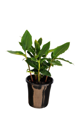Alpinia nutans (Dwarf Cardamom) - 180mm pot
