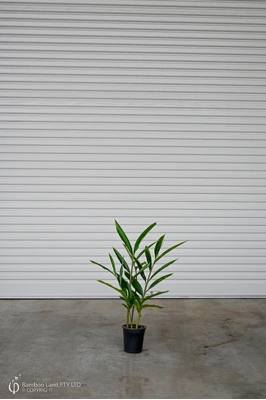 Alpinia zerumbet 'Green Shell Ginger' - 180mm pot