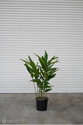 Alpinia zerumbet 'Green Shell Ginger' - 300mm pot