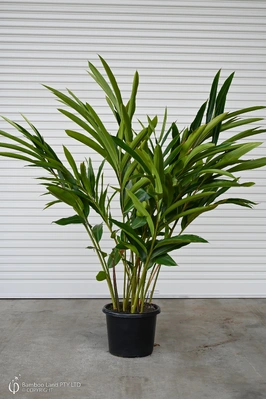 Alpinia zerumbet 'Green Shell Ginger' - 400mm pot