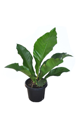 Anthurium schlechtendalii - 200mm pot