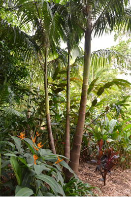 Archontophoenix cunninghamiana (Bangalow Palm)