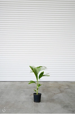 Archontophoenix cunninghamiana (Bangalow Palm) - 180mm pot 