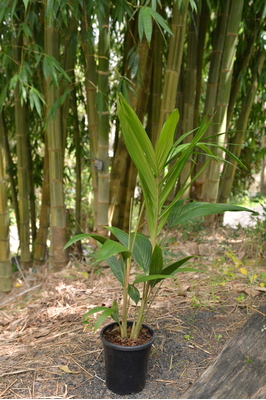 Archontophoenix cunninghamiana (Bangalow Palm) - 180mm pot - Multi-planted