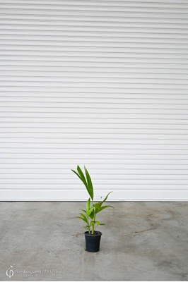 Archontophoenix cunninghamiana (Bangalow Palm) - 180mm pot - Multi-planted