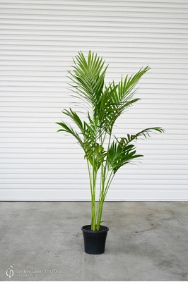 Archontophoenix cunninghamiana (Bangalow Palm) - 250mm pot - Multi-planted