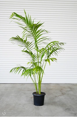 Archontophoenix cunninghamiana (Bangalow Palm) - 300mm pot - Multi-planted