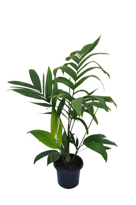 Areca triandra - 300mm pot