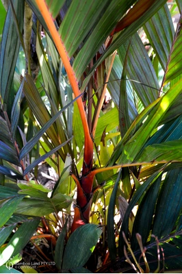 Areca vestiaria 'Red Form'