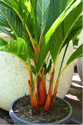 Areca vestiaria 'Orange Form'