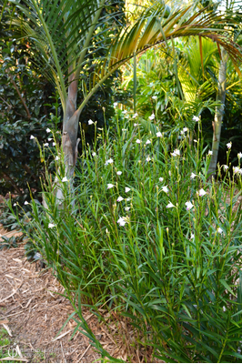 Arundina graminifolia (Bamboo Orchid)