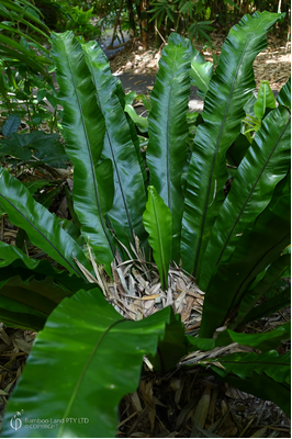 Asplenium australasicum (Australian Bird's Nest Fern)
