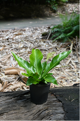 Asplenium australasicum (Australian Bird's Nest Fern) - 125mm pot