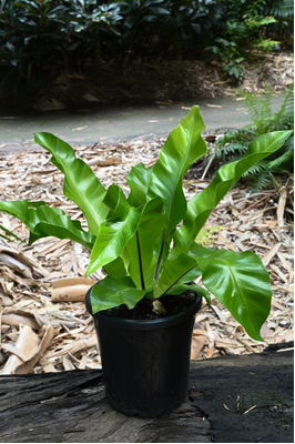 Asplenium australasicum (Australian Bird's Nest Fern) - 180mm pot