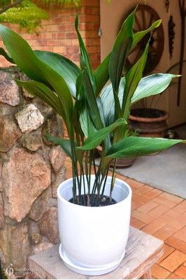 Aspidistra elatior (Cast Iron Plant)