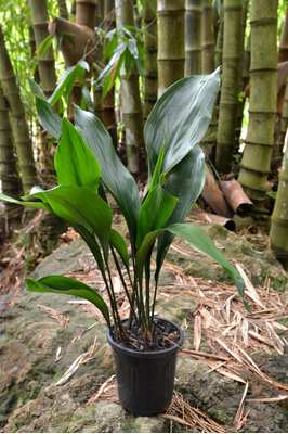 Aspidistra elatior (Cast Iron Plant) - 180mm pot