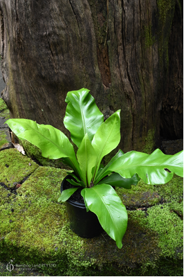 Asplenium nidus - 125mm pot