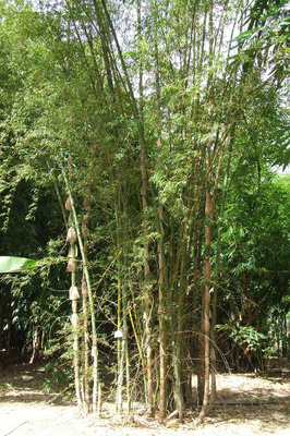 The best bamboo species for poles - Bambu Batu