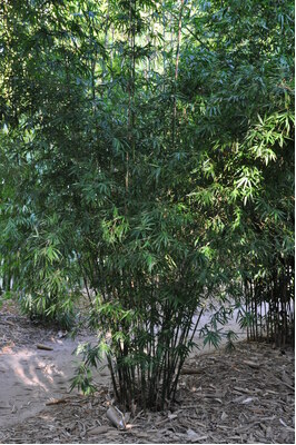 Bambusa boniopsis - 3 litre bag