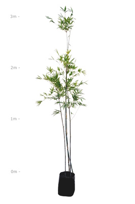 Bambusa chungii (White Bamboo) - 45 litre bag