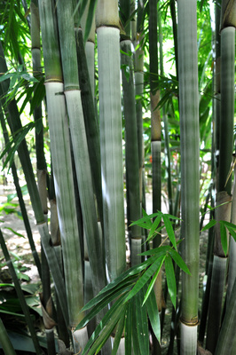 Bambusa chungii 'Barbelletta'