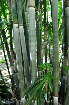 Bambusa chungii 'Barbelletta'