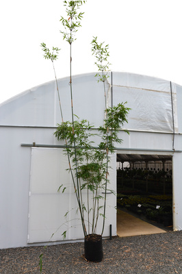 Bambusa chungii 'Barbelletta' - 45 litre bag