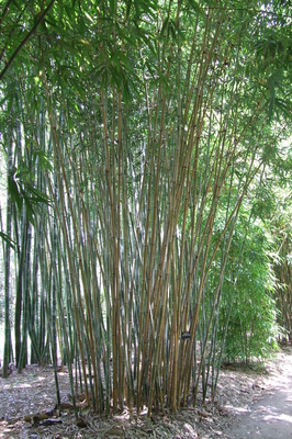 Bambusa dolichomerithalla - 3 litre bag