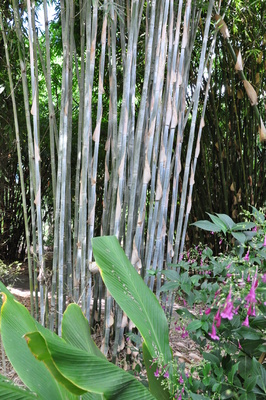 Bambusa dolichomerithalla 'Blue' (Doli Blue) - 200mm pot