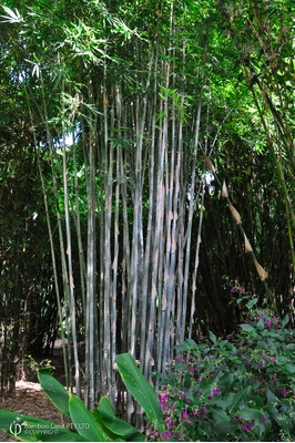 Bambusa dolichomerithalla 'Blue' (Doli Blue)