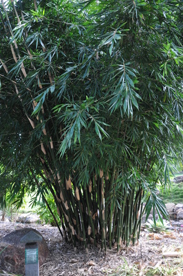 Bambusa dolichomerithalla 'Silverstripe'