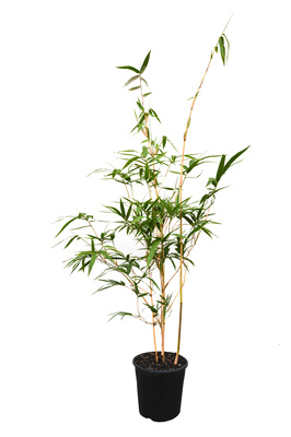 Bambusa eutuldoides var. Viridi Vittata (China Gold) - 200mm pot