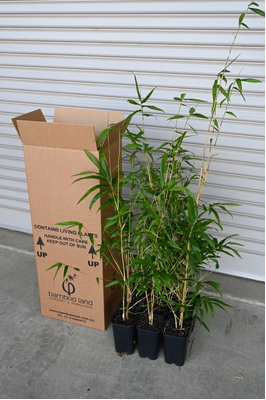 Bambusa eutuldoides var. Viridi Vittata (China Gold) - 2 litre pot - 9 PACK