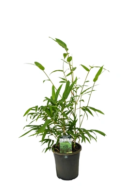 Bambusa guangxiensis (Chinese Dwarf) - 180mm pot