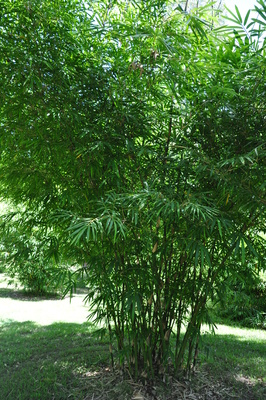 Bambusa heterostachya