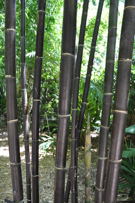 Bambusa lako (Timor Black) - 300mm pot 