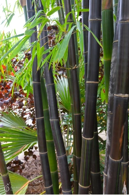 Bambusa lako (Timor Black)