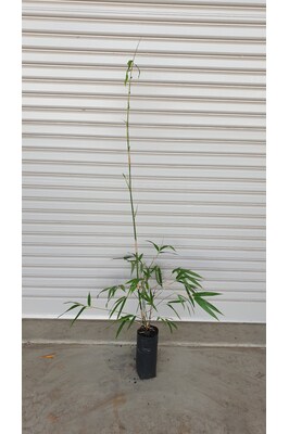 Bambusa lako (Timor Black) - 3 litre bag