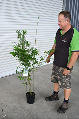 Bambusa multiplex cv. Goldstripe - 200mm pot