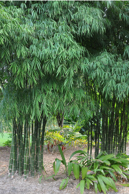 Bambusa nana - Thai Beauty (Large Leaf)