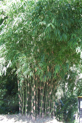 Bambusa nutans - 5 litre bag